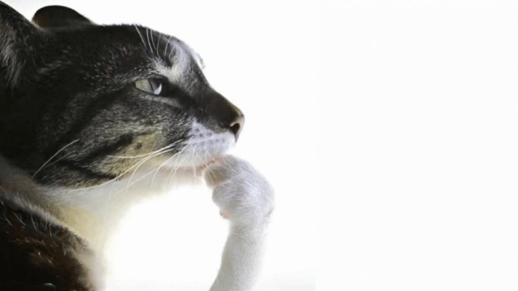 Cat Thinking